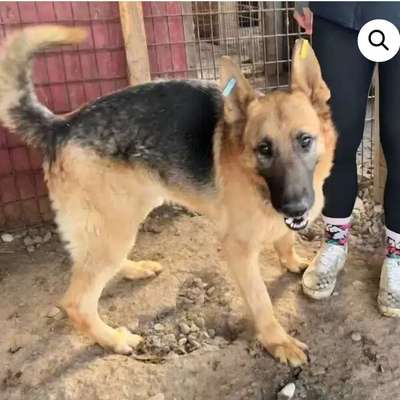 Tierschutzhunde suchen ein Zuhause-Beitrag-Bild