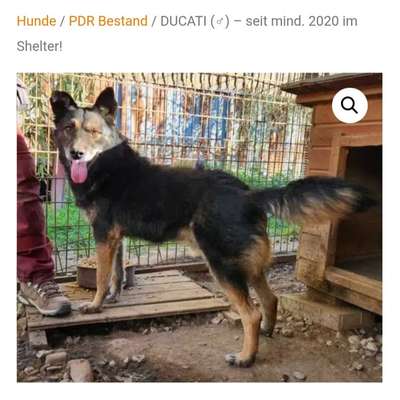 Tierschutzhunde suchen ein Zuhause-Beitrag-Bild