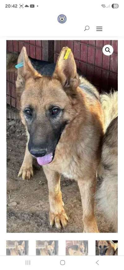 Tierschutzhunde suchen ein Zuhause-Beitrag-Bild