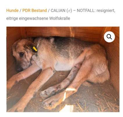 Tierschutzhunde suchen ein Zuhause-Beitrag-Bild