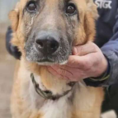 Tierschutzhunde suchen ein Zuhause-Beitrag-Bild