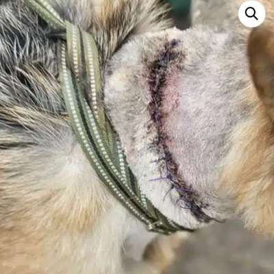 Tierschutzhunde suchen ein Zuhause-Beitrag-Bild