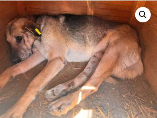 Tierschutzhunde suchen ein Zuhause-Beitrag-Bild