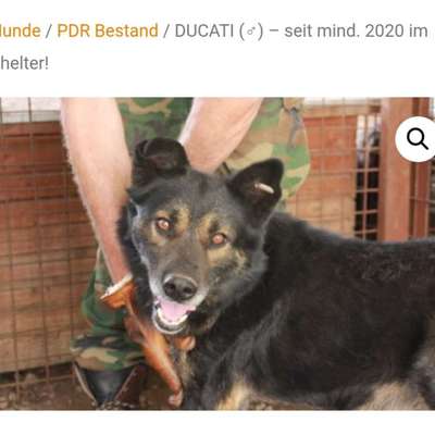 Tierschutzhunde suchen ein Zuhause-Beitrag-Bild