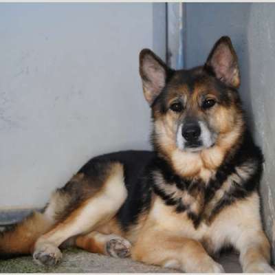 Tierschutzhunde suchen ein Zuhause-Beitrag-Bild