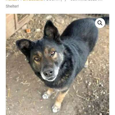 Tierschutzhunde suchen ein Zuhause-Beitrag-Bild