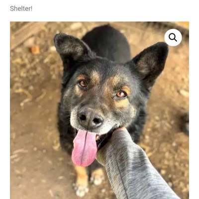 Tierschutzhunde suchen ein Zuhause-Beitrag-Bild