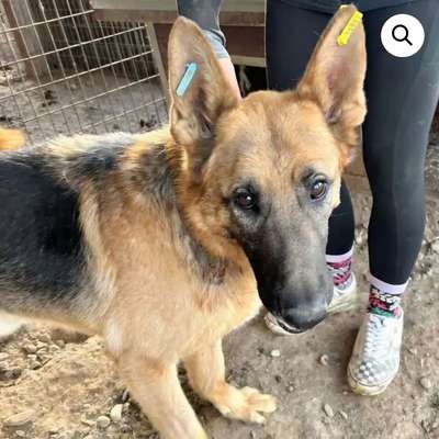 Tierschutzhunde suchen ein Zuhause-Beitrag-Bild