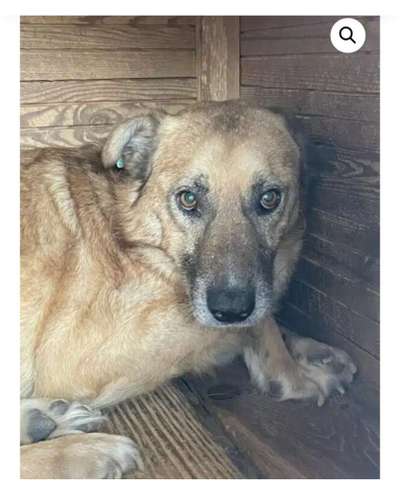 Tierschutzhunde suchen ein Zuhause-Beitrag-Bild