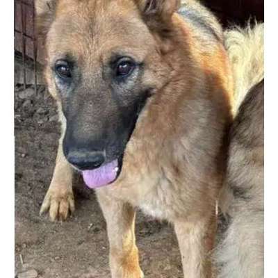 Tierschutzhunde suchen ein Zuhause-Beitrag-Bild