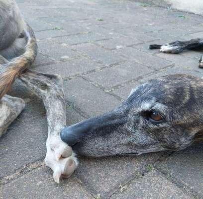 Dogorama Photo Challenge - Gassipause-Beitrag-Bild