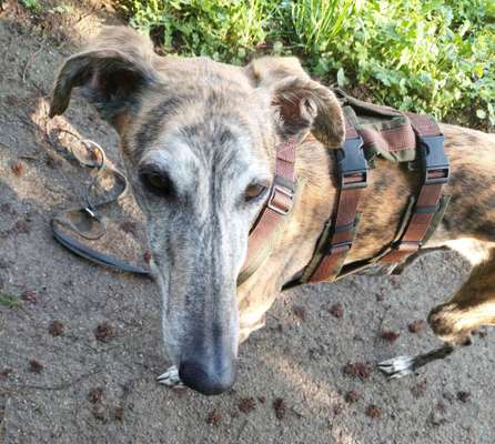 Windhunde - Treffen der besonderen Schönheiten
HERZLICH WILLKOMMEN-Beitrag-Bild