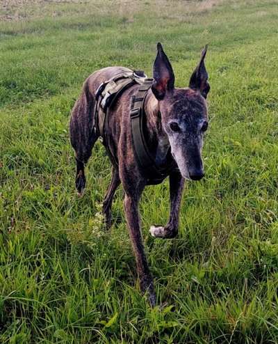 Windhunde - Treffen der besonderen Schönheiten
HERZLICH WILLKOMMEN-Beitrag-Bild
