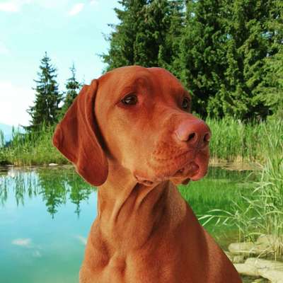 Die Dogorama Kalender Challenge 4/4-Beitrag-Bild