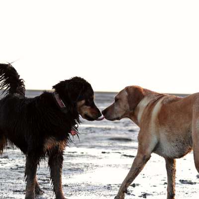 Dogorama-Monats-Challenge-Mai "Wasser"-Beitrag-Bild