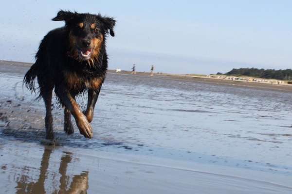 Dogorama-Monats-Challenge-Mai "Wasser"-Beitrag-Bild