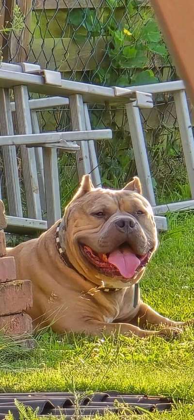 aktuelles Foto Gruppe American Bully Pocket