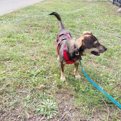 Hundetreffen-Gassirunde am Priorgraben-Bild