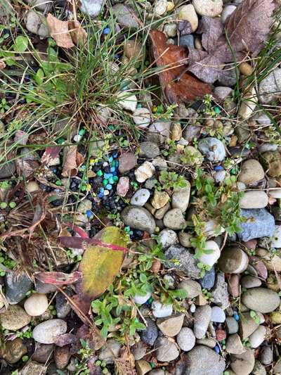 Giftköder-Blaue Kügelchen auf Zaun-Rasenstreifen-Bild