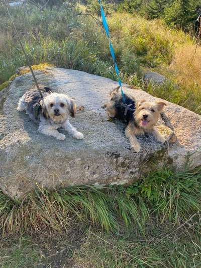 Hundetreffen-Spiel und Spaß in Braunlage-Bild