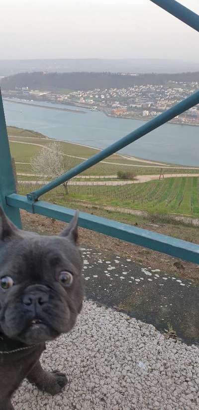 Zeige das lustigste Bild eures Hundis-Beitrag-Bild