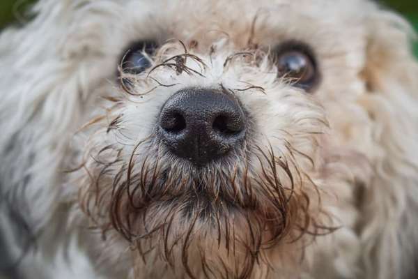 Zeigt mir die tollste Nahaufnahme von eurer Fellnase-Beitrag-Bild
