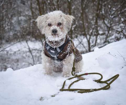 Schneehund-Beitrag-Bild