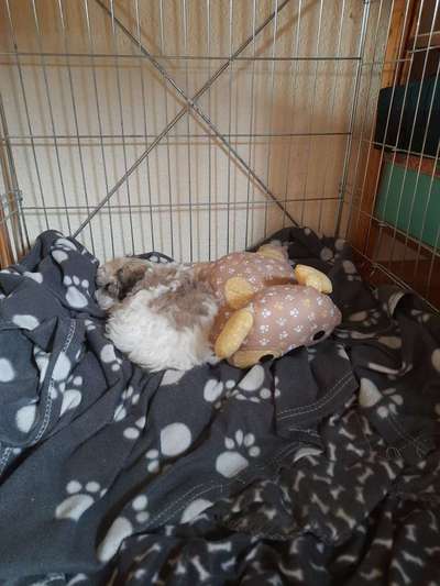 Der Lieblingsplüschi eures Vierbeiners-Beitrag-Bild