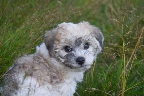 Welpen Bilder !-Beitrag-Bild