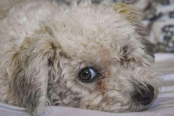 Die besten Hundeblicke 🐾❤️-Beitrag-Bild