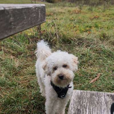 Hundetreffen-Gassirunde mit Mona-Bild