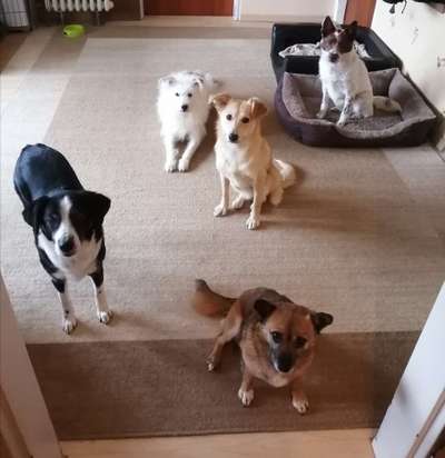 Mehrere Hunde zuhause !-Beitrag-Bild