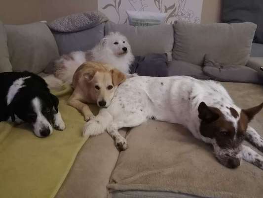 Tierschutzhund ist meine Lieblingsrasse-Beitrag-Bild