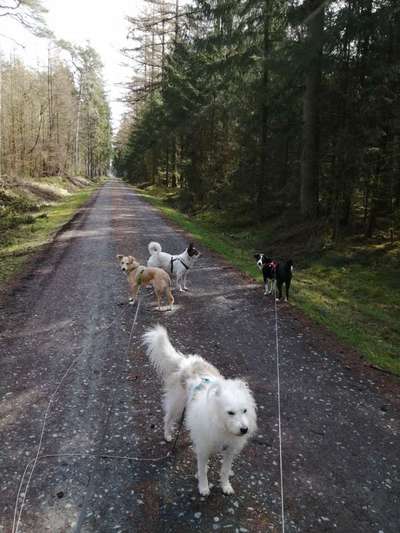 Hundekumpel in Kaltenkirchen gesucht-Beitrag-Bild