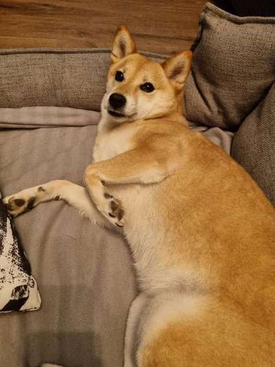 Shiba Inu und andere japanische Rassen!-Beitrag-Bild