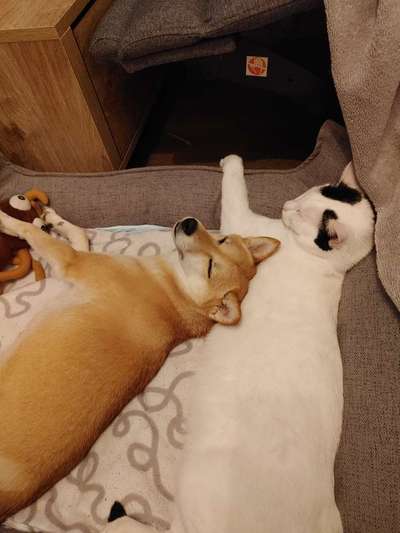 Hund & Katze - Zusammenleben-Beitrag-Bild