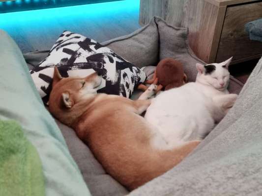 Shiba Inu und andere japanische Rassen!-Beitrag-Bild