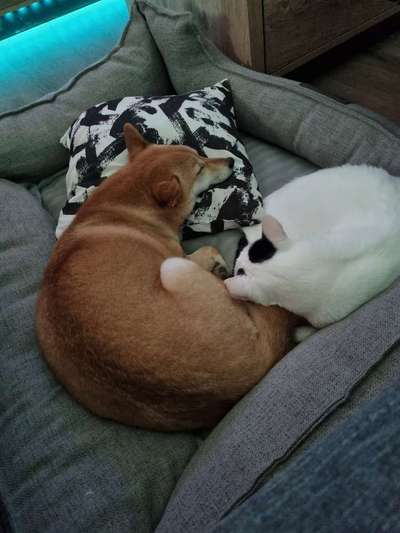 Hund & Katze - Zusammenleben-Beitrag-Bild