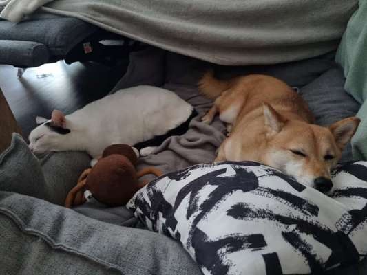 Hund & Katze - Zusammenleben-Beitrag-Bild