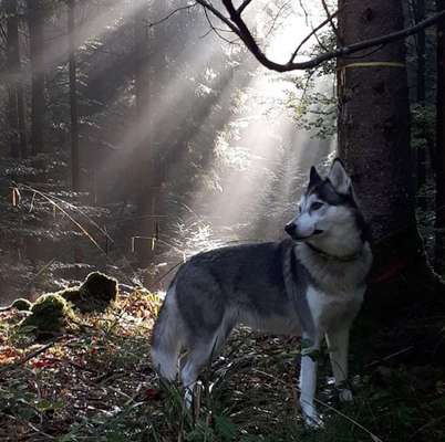 Dein Hund im Dogorama-Kalender 2021-Beitrag-Bild