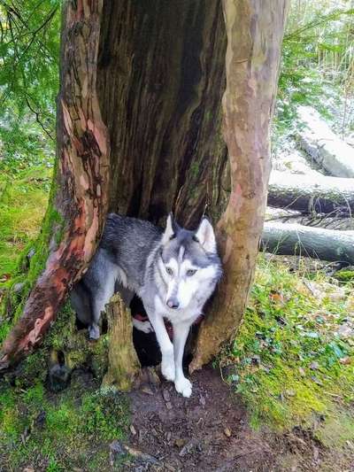 Dein Hund im Dogorama-Kalender 2021-Beitrag-Bild