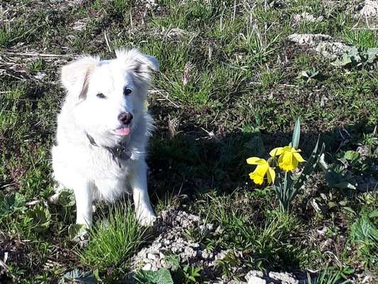 Challenge 23 : "  Euer Hund beim Frühlingserwachen "-Beitrag-Bild