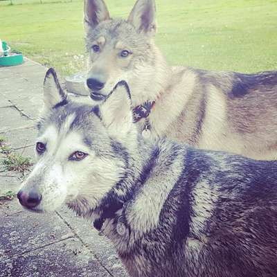 Wolfhunde Besitzer TWH oder SWH hier?-Beitrag-Bild