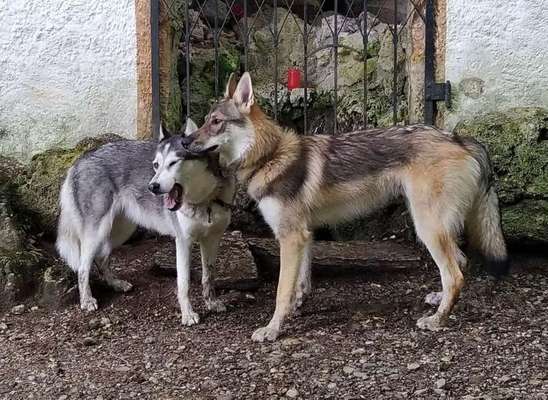 Dein Hund im Dogorama-Kalender 2021-Beitrag-Bild