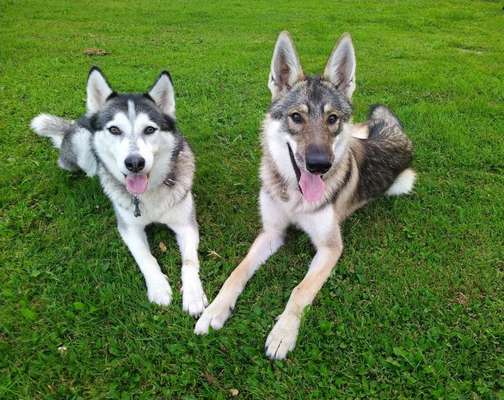 Dein Hund im Dogorama-Kalender 2021-Beitrag-Bild