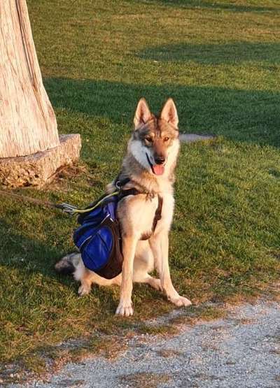 Challenge 23 : "  Euer Hund beim Frühlingserwachen "-Beitrag-Bild