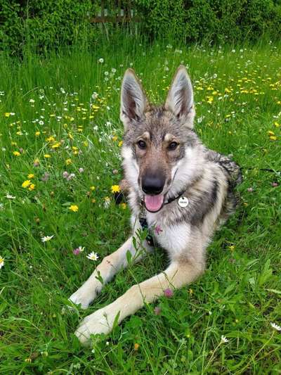 Dein Hund im Dogorama-Kalender 2021-Beitrag-Bild