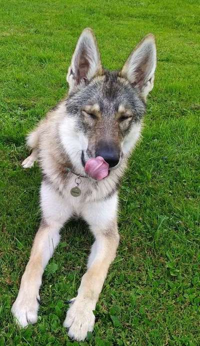 Dein Hund im Dogorama-Kalender 2021-Beitrag-Bild