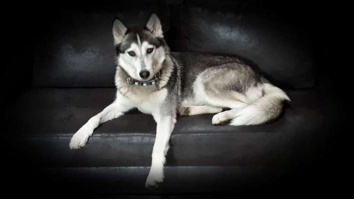 Dein Hund im Dogorama-Kalender 2021-Beitrag-Bild