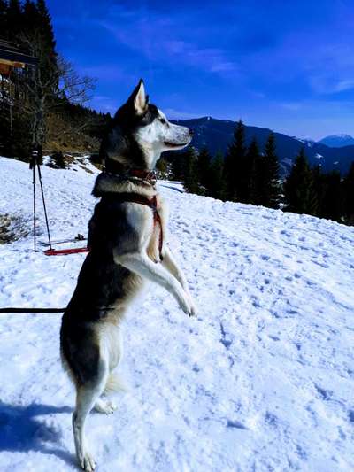 Challenge 23 : "  Euer Hund beim Frühlingserwachen "-Beitrag-Bild